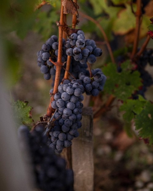 red grapes