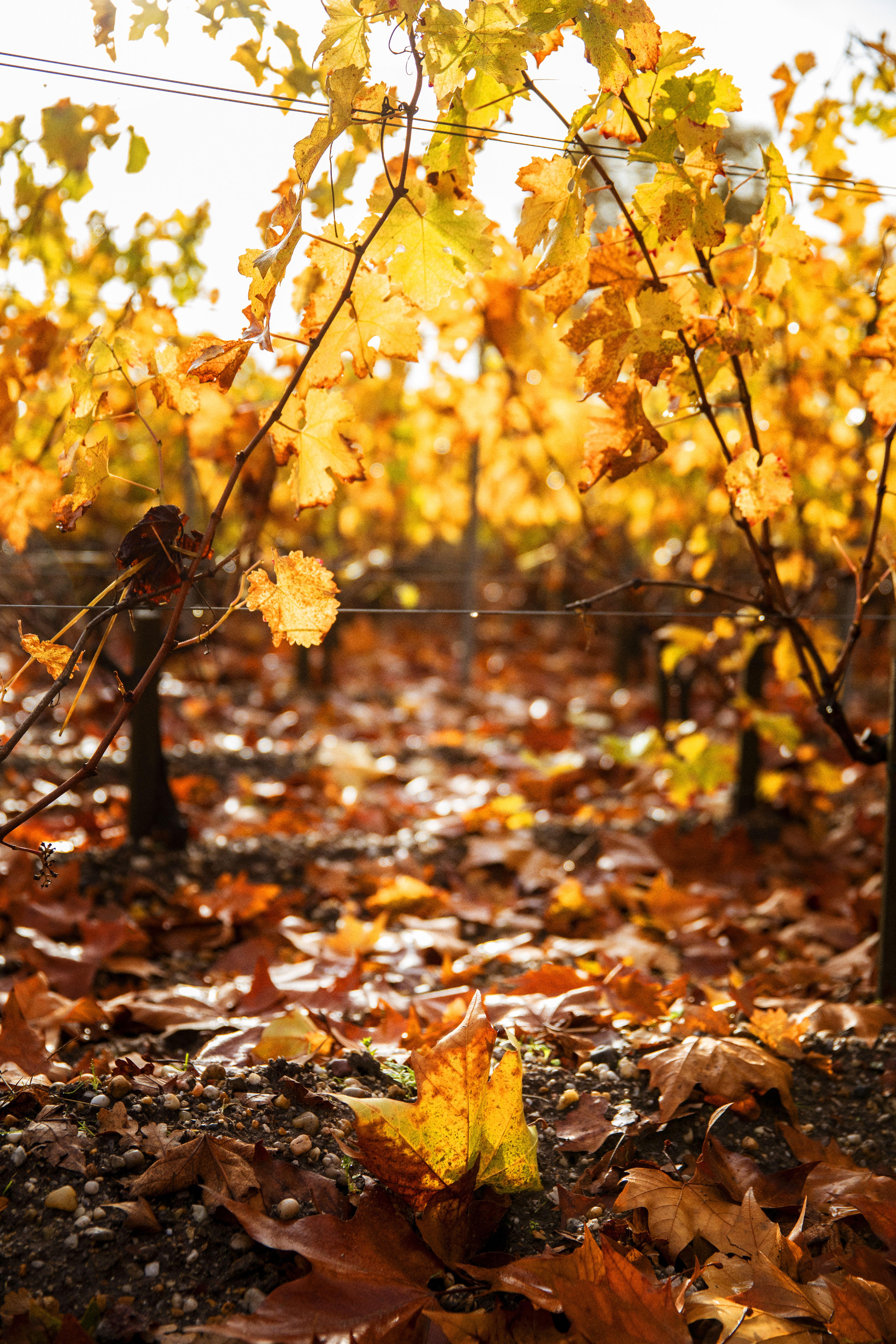 wine leaves on the ground