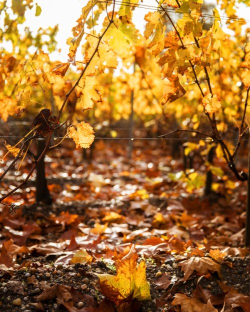 wine leaves on the ground