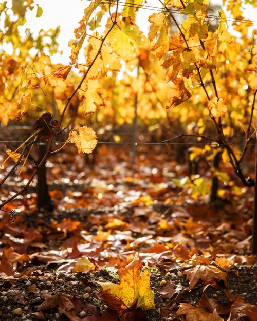 wine leaves on the ground