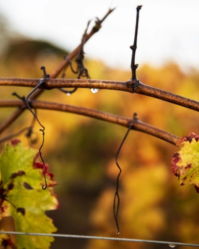 autumn vines branch