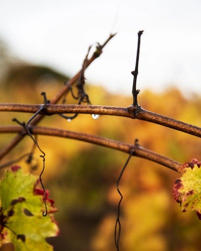 autumn vines branch