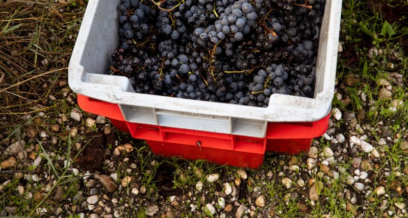harvest basket