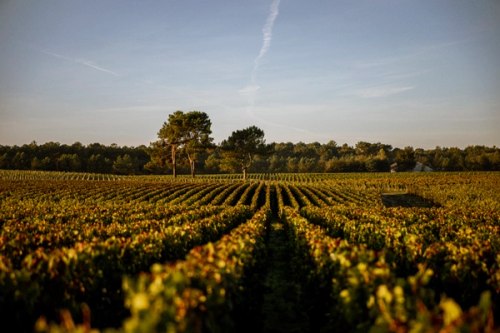 autumn vines