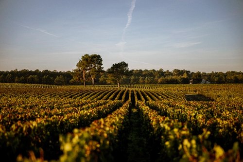 autumn vines