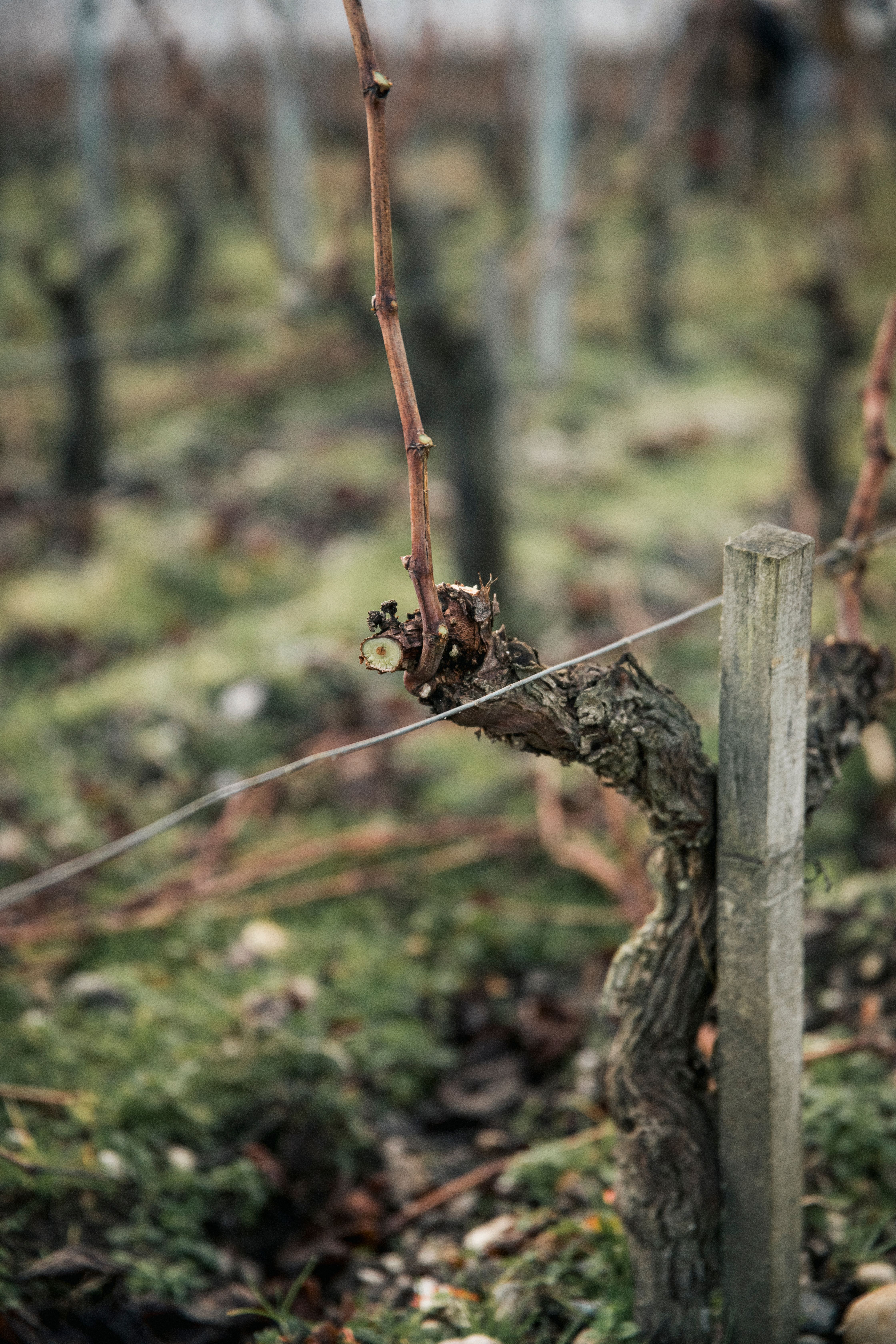 winter vines close up