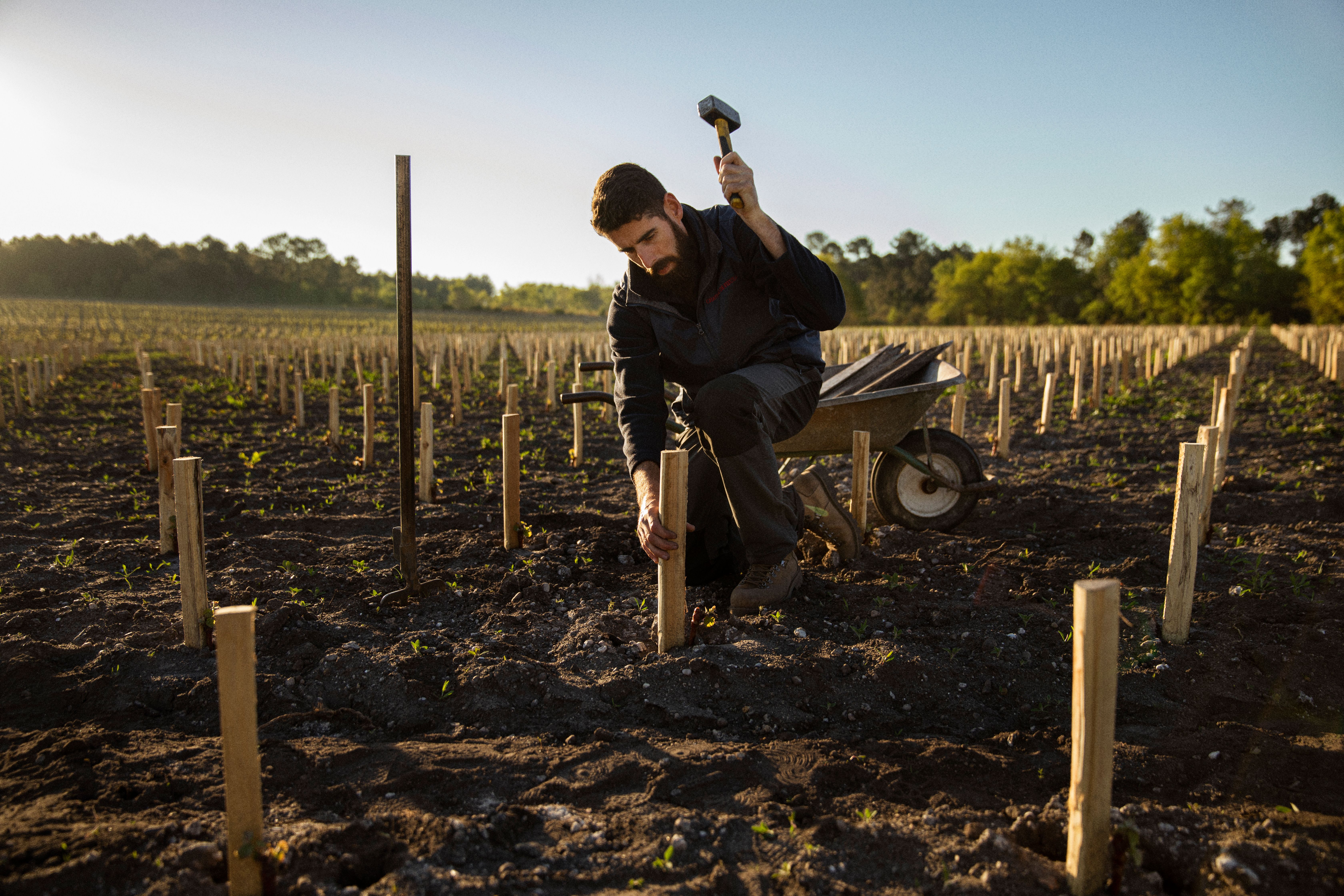 hammering stakes new vines