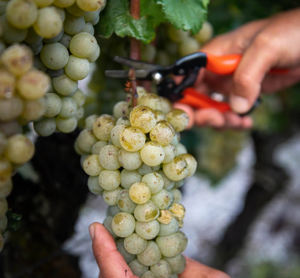 cutting grapes