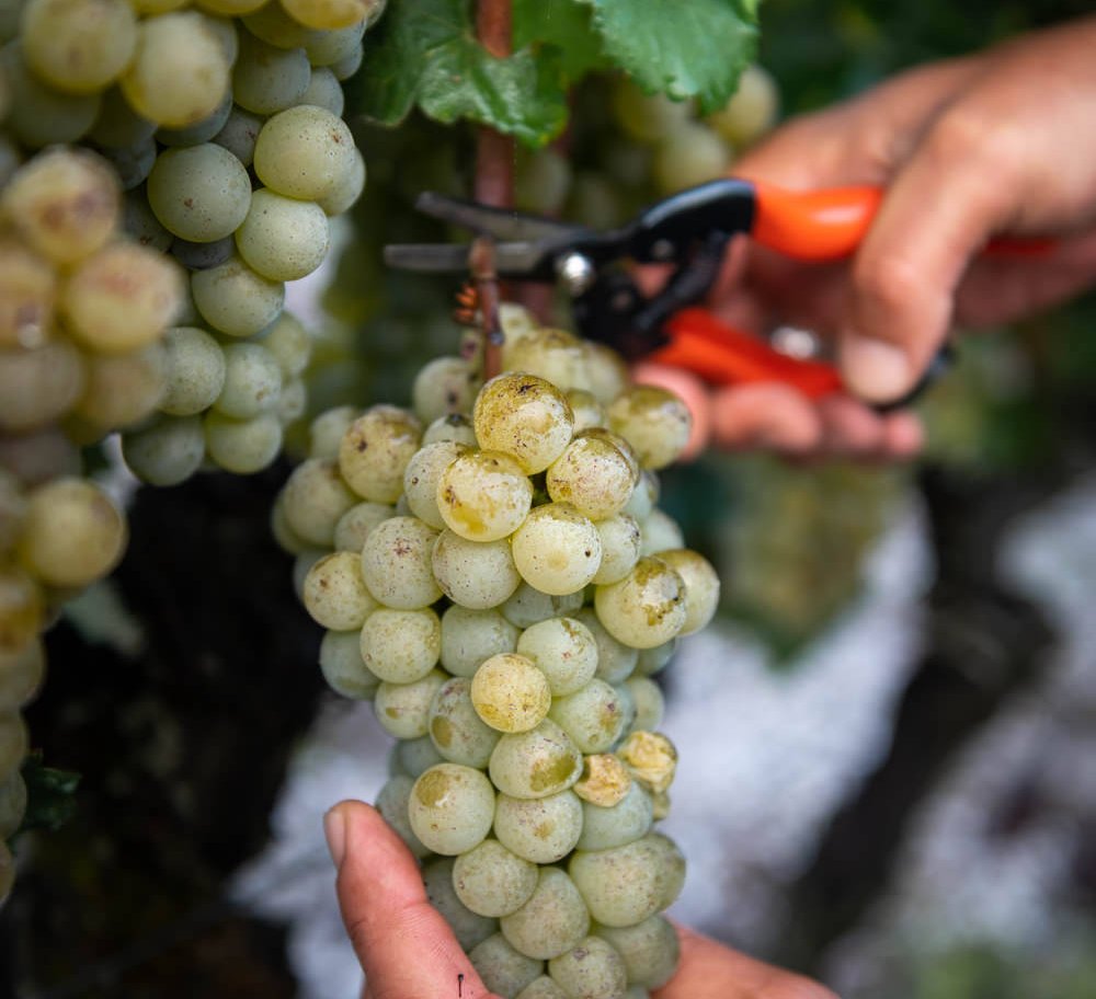 cutting grapes