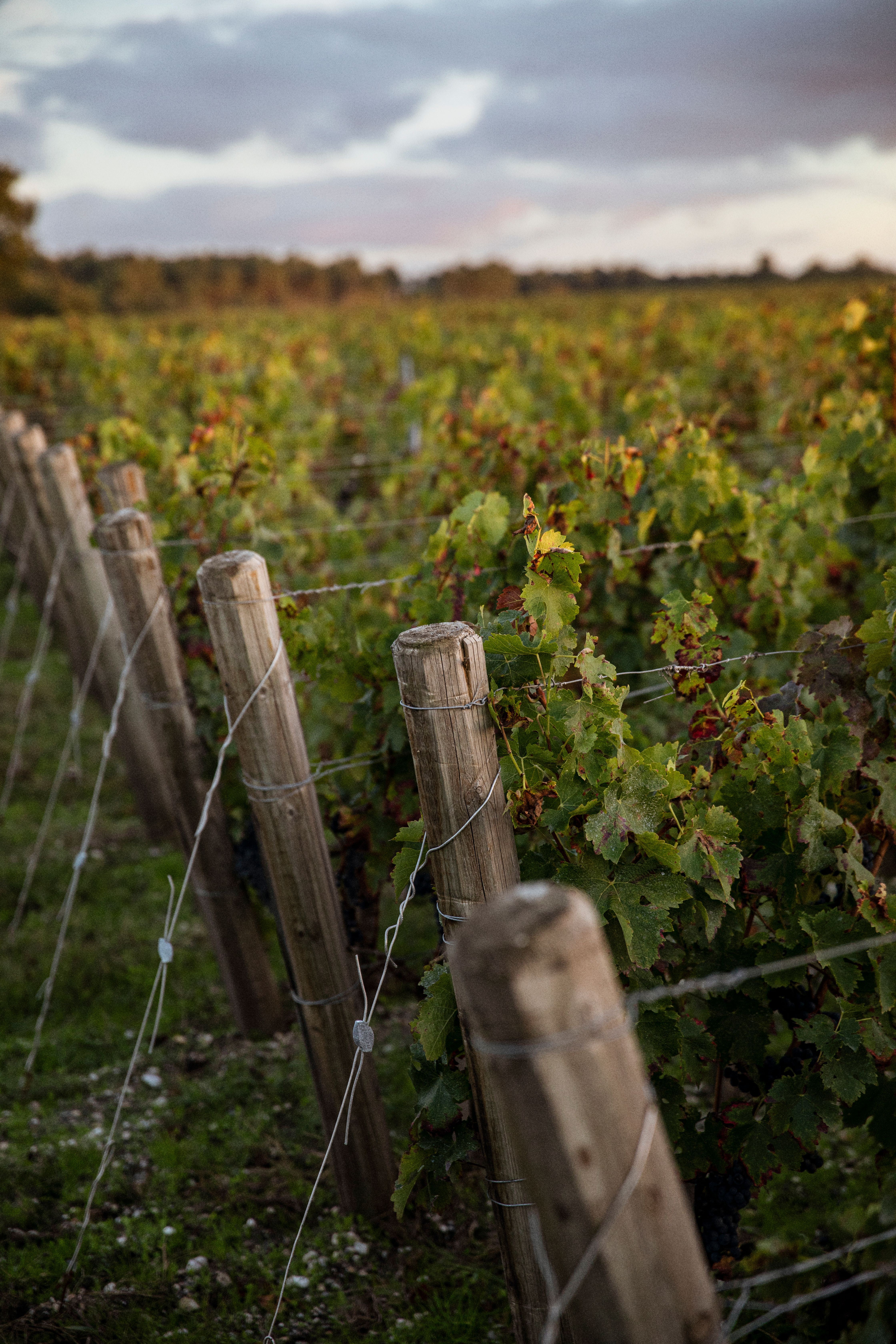 summer vines