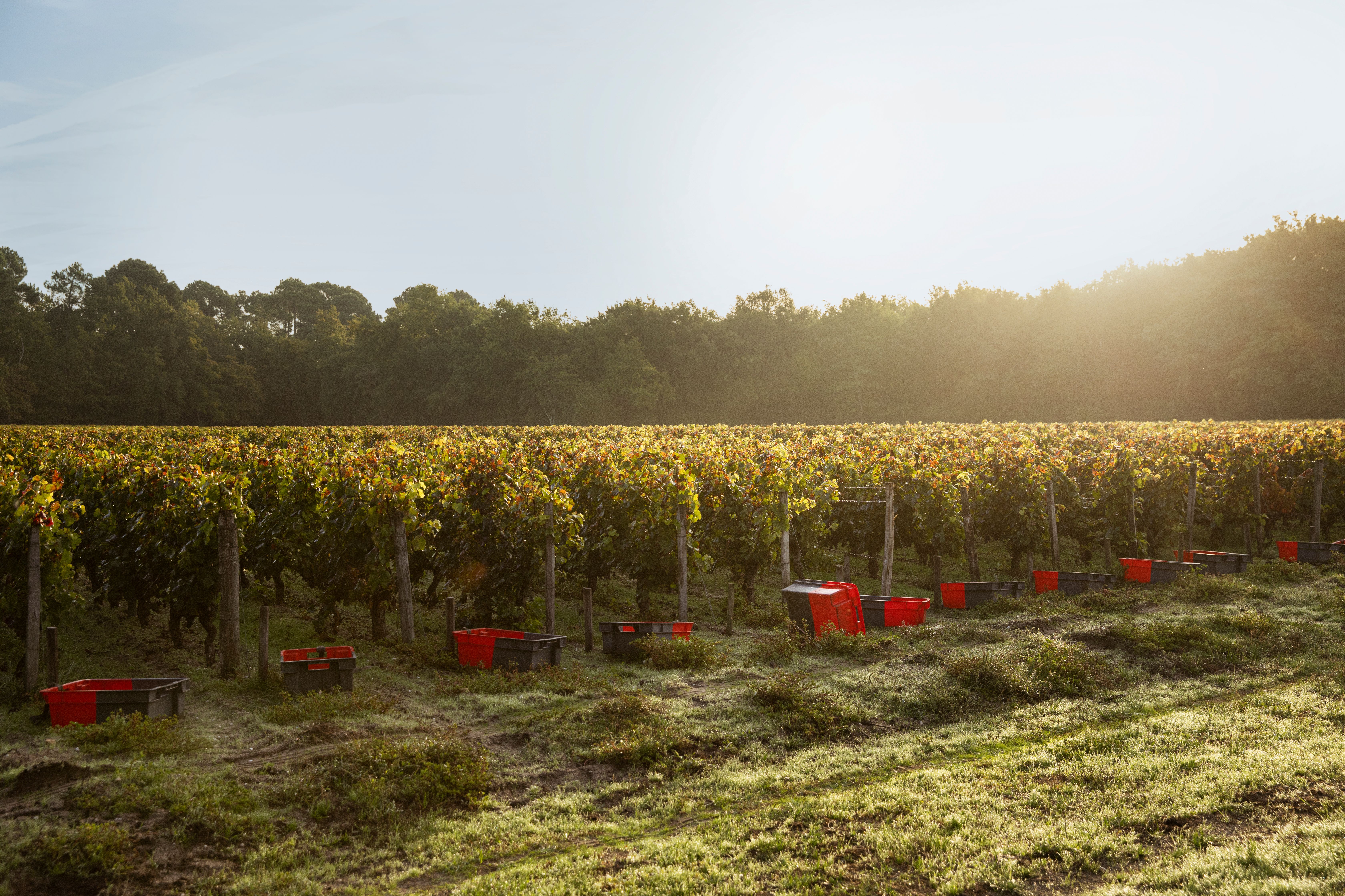 vines during the harvest