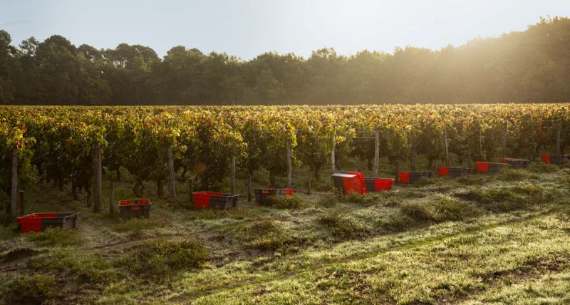 vines during the harvest