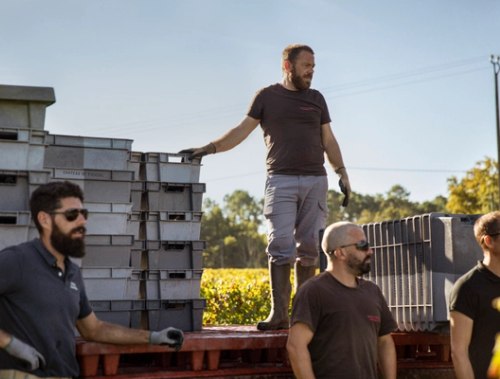 vineyard team
