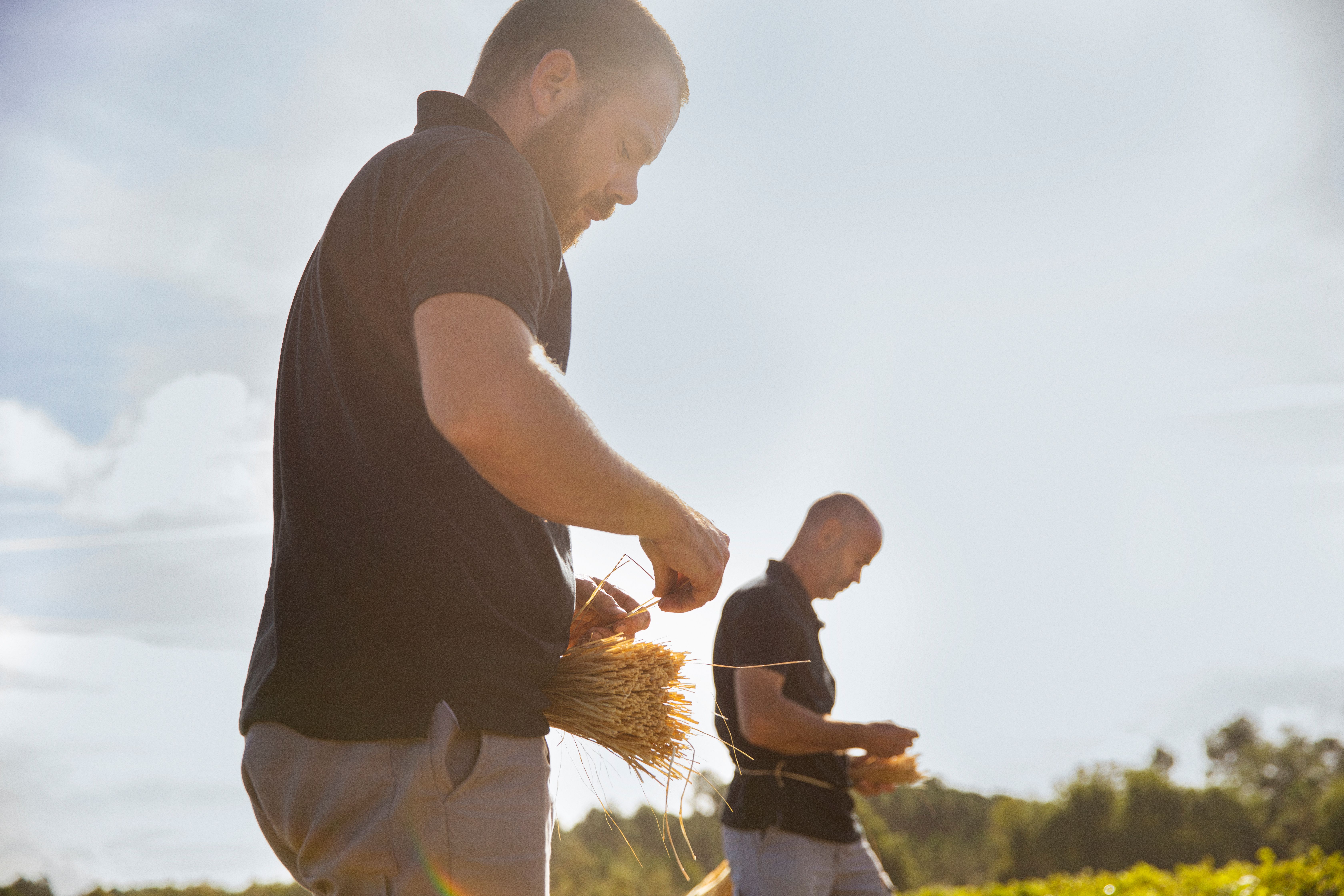 vineyard worker attaching