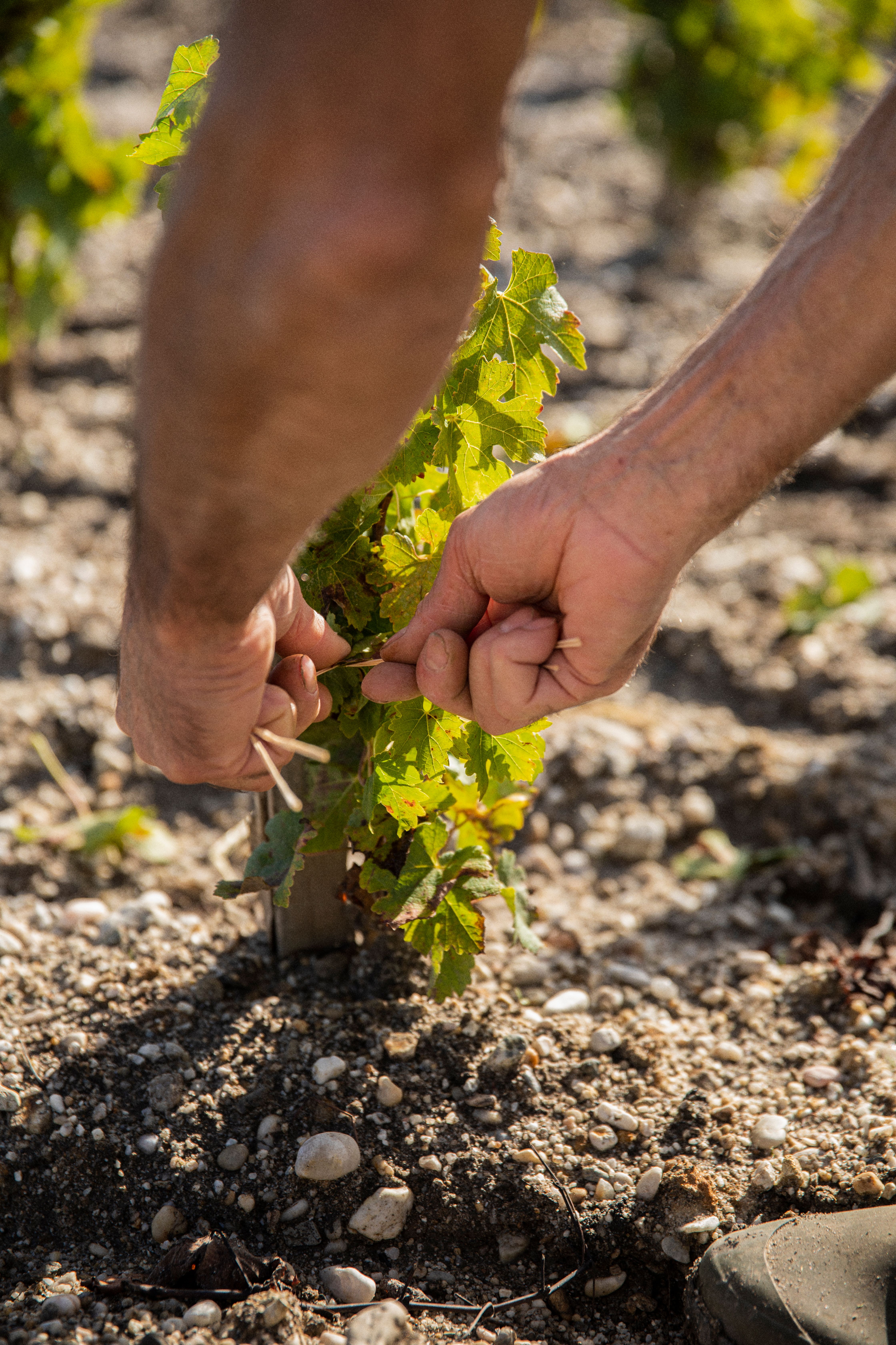 hands attaching vine