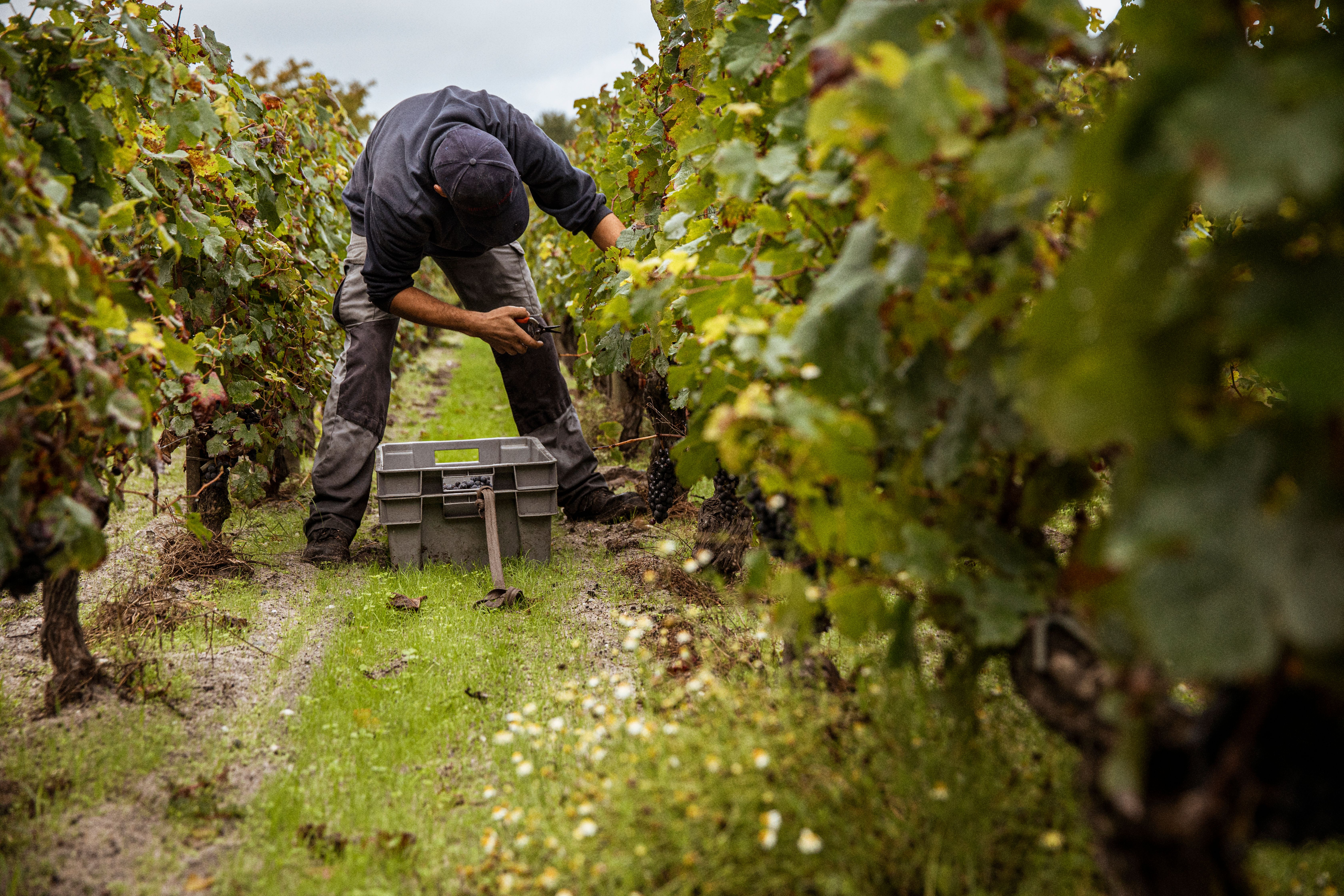 vineyard harvesting