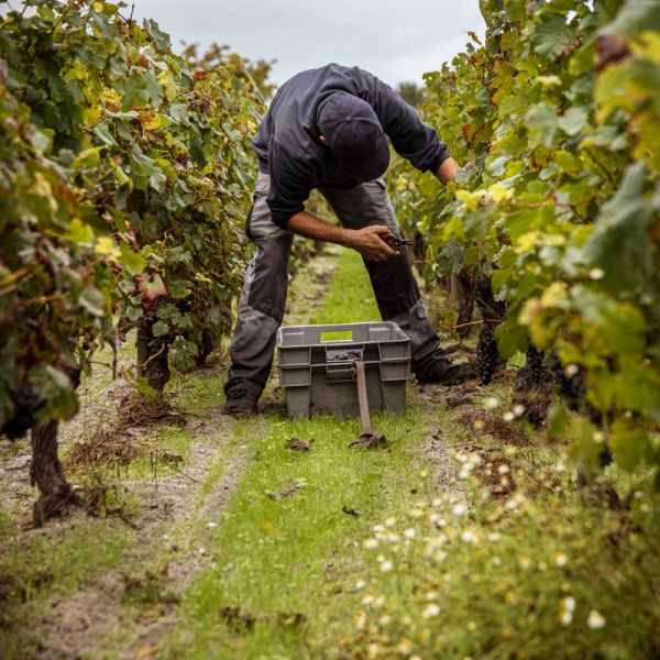 vineyard harvesting