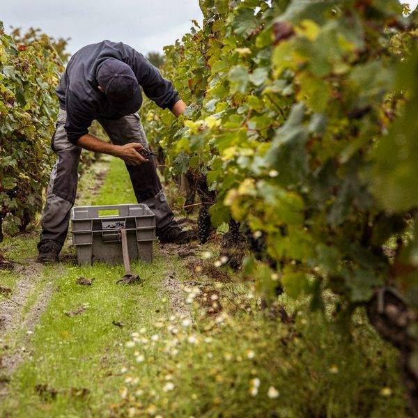 vineyard harvesting