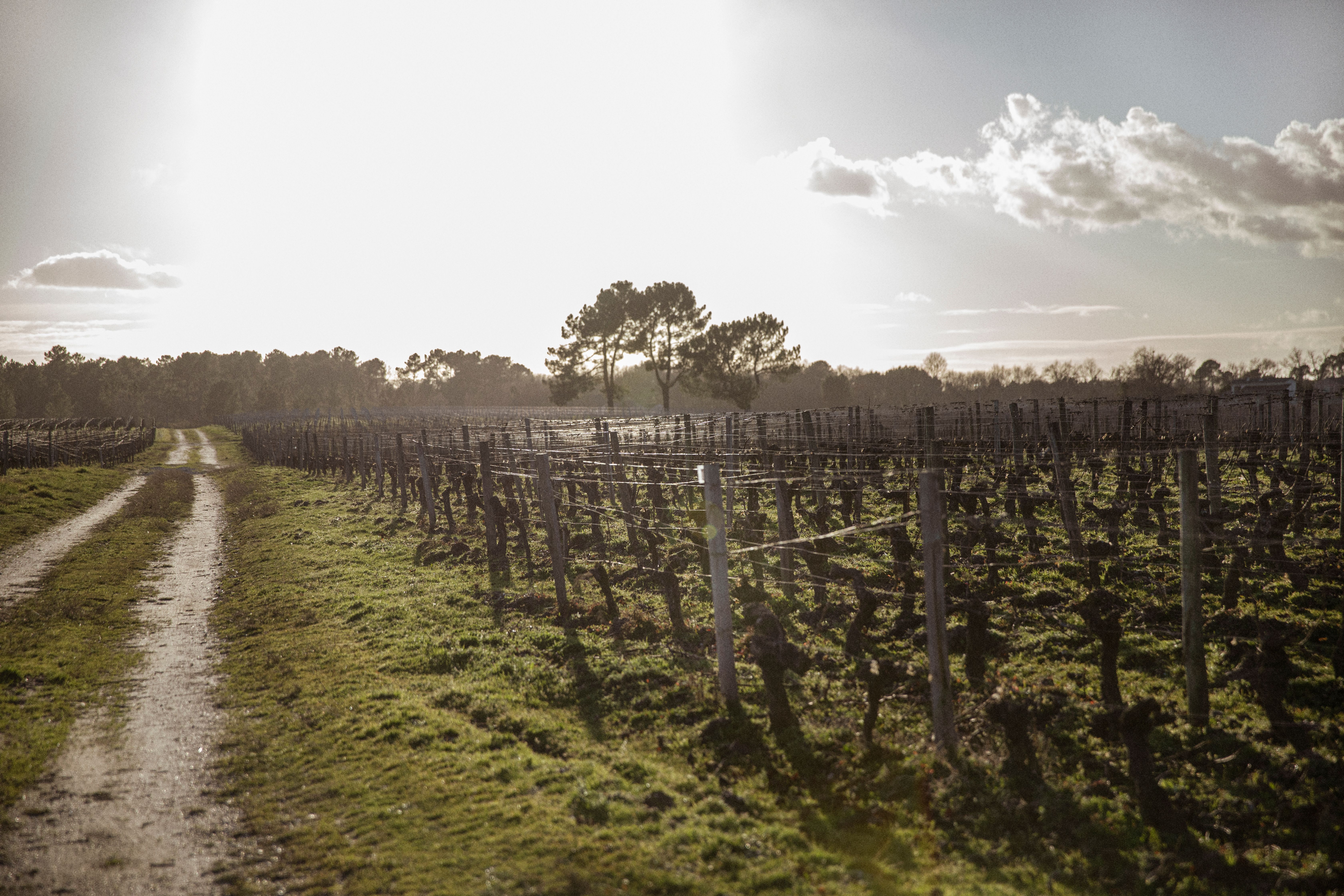 morning light through trees