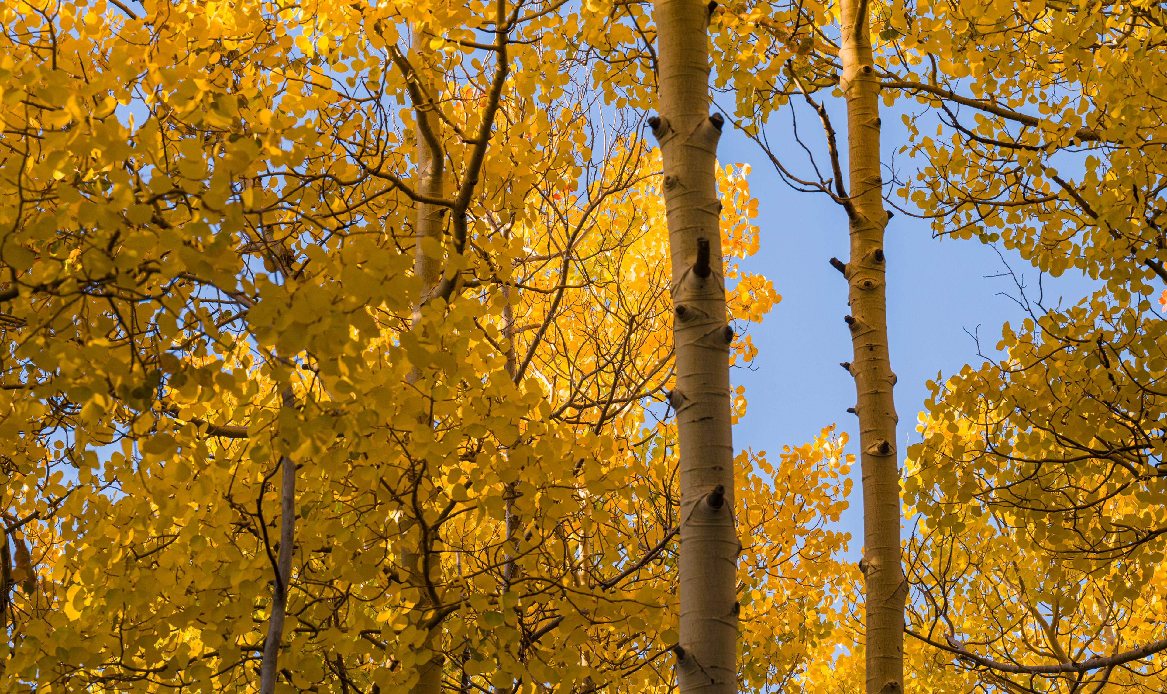 fall leaves