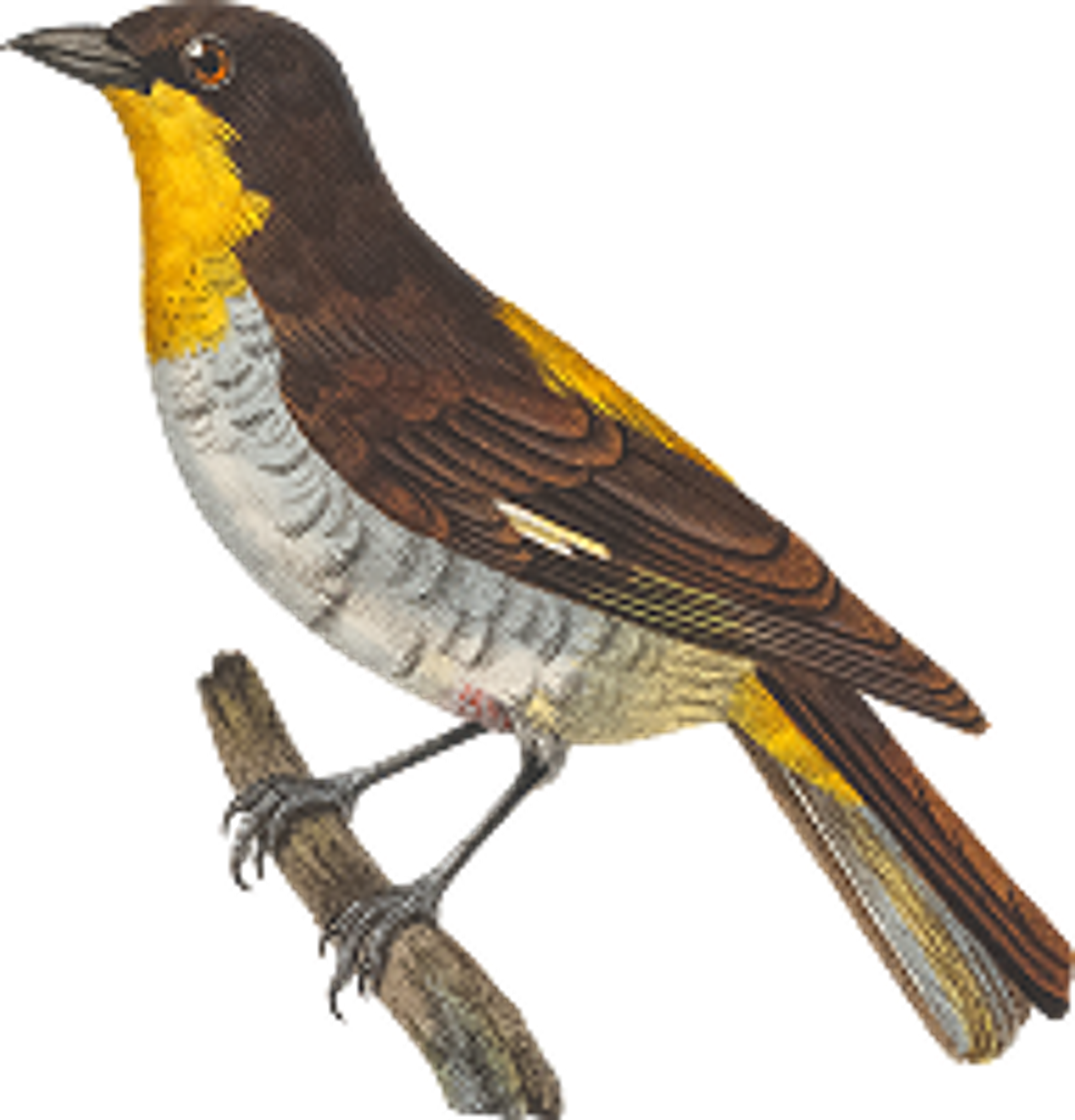 Bird