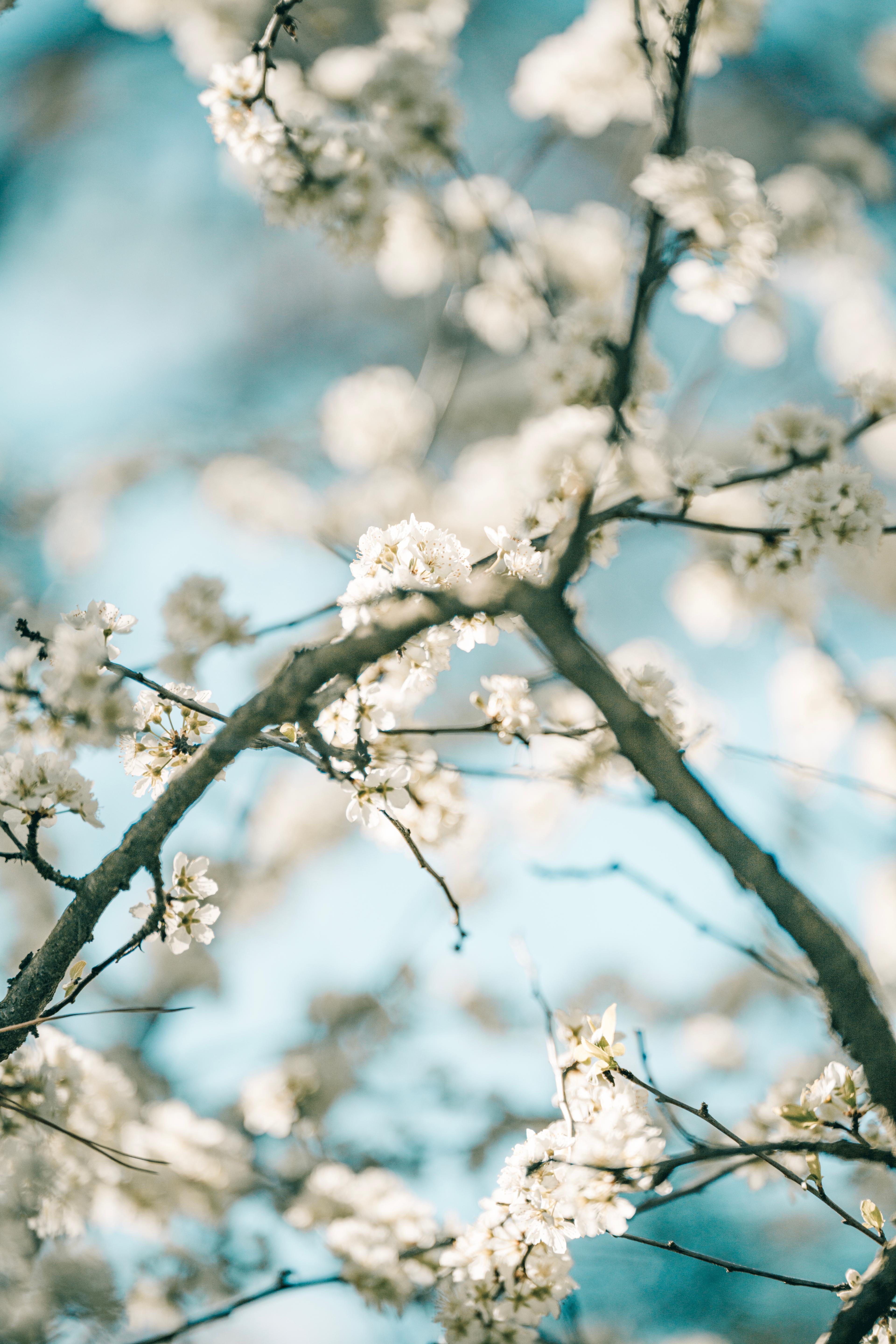 Canberra, Nara Peace Park - 2024