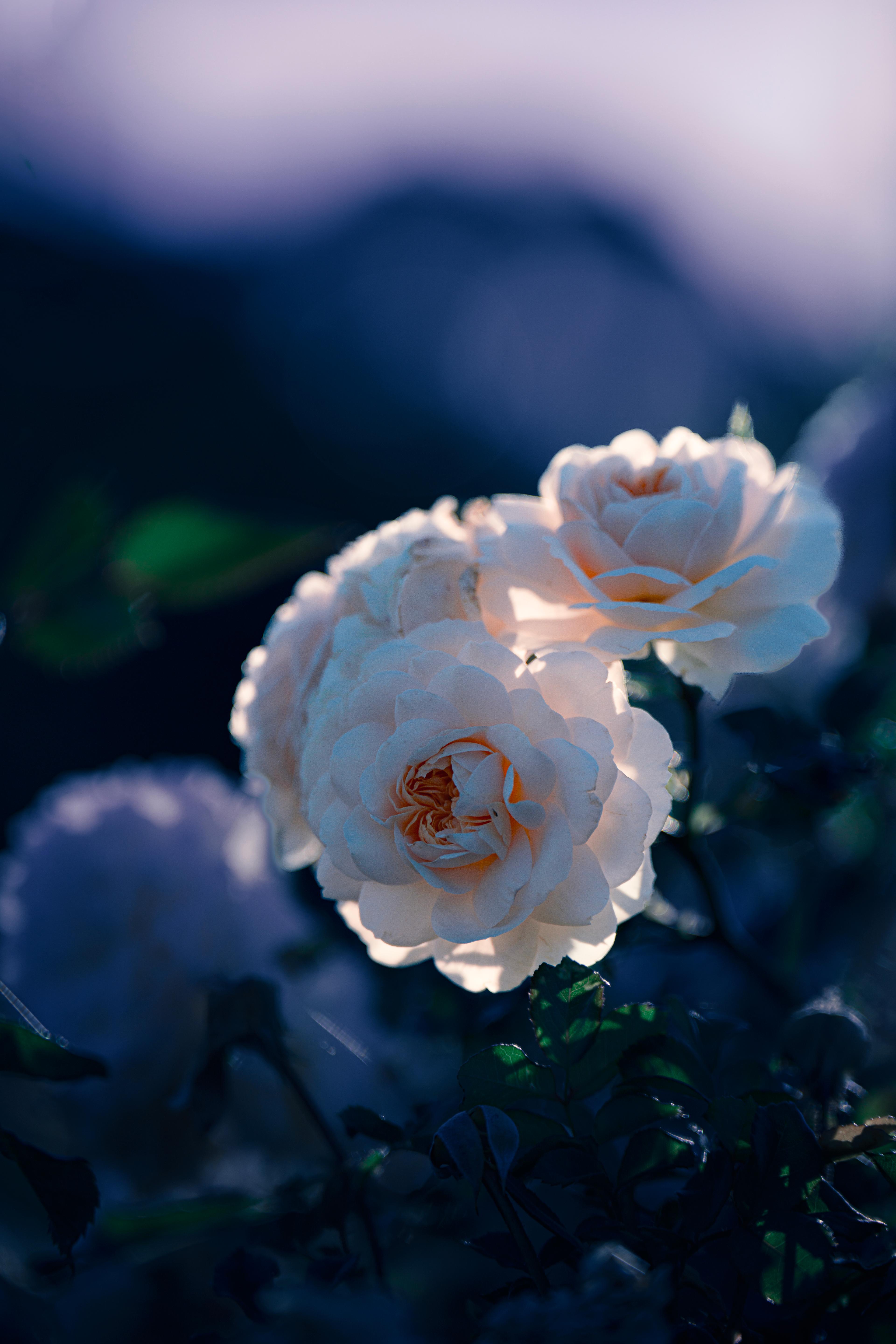 Canberra, Old Parliament House Rose Garden - 2023