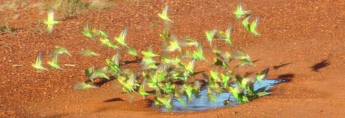 p2207-trip-budgies-4