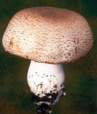 2539 mushroom