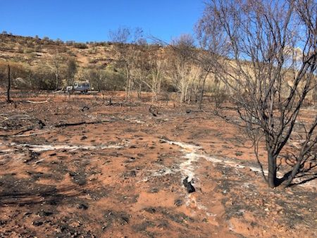 2602 West Macs fire ash tree 2 OK
