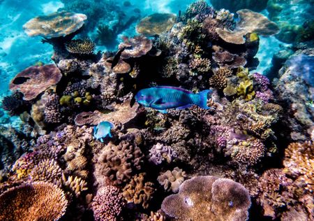 p2267-great-Barrier-reef-3