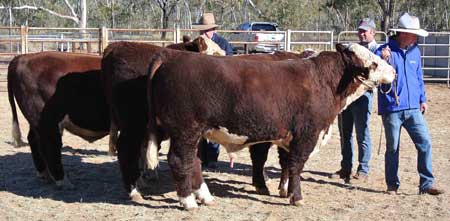 p2127-show-bulls-3