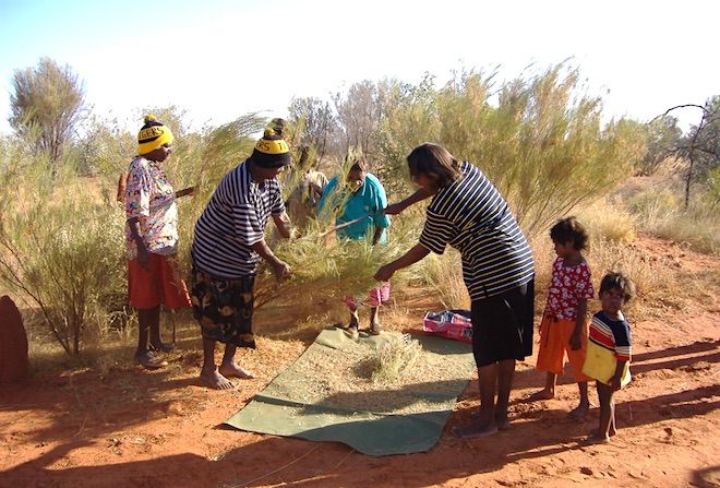 p2510 Bush foods Holmes family FWalsh 660