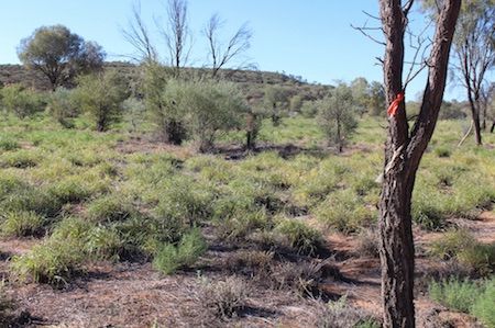 p2362-buffel-spencer-hill-replace-ok