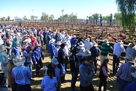 p2252-cattle-sale-2