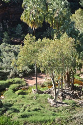 p2338-Palm-Valley-buffel-9