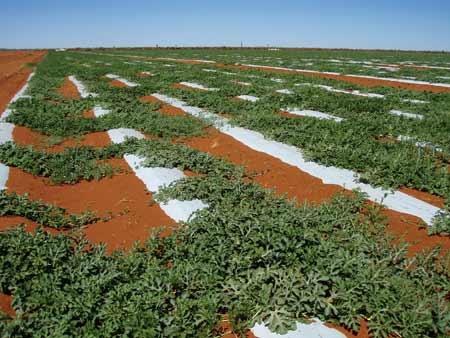 p1927-Warrabri-Ali-Curung-p
