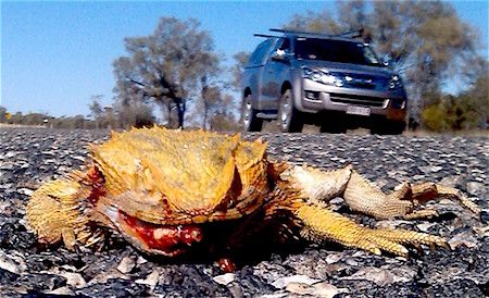 p2351 dead thorny devil 1