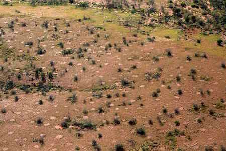 p2361 Termite Gillam