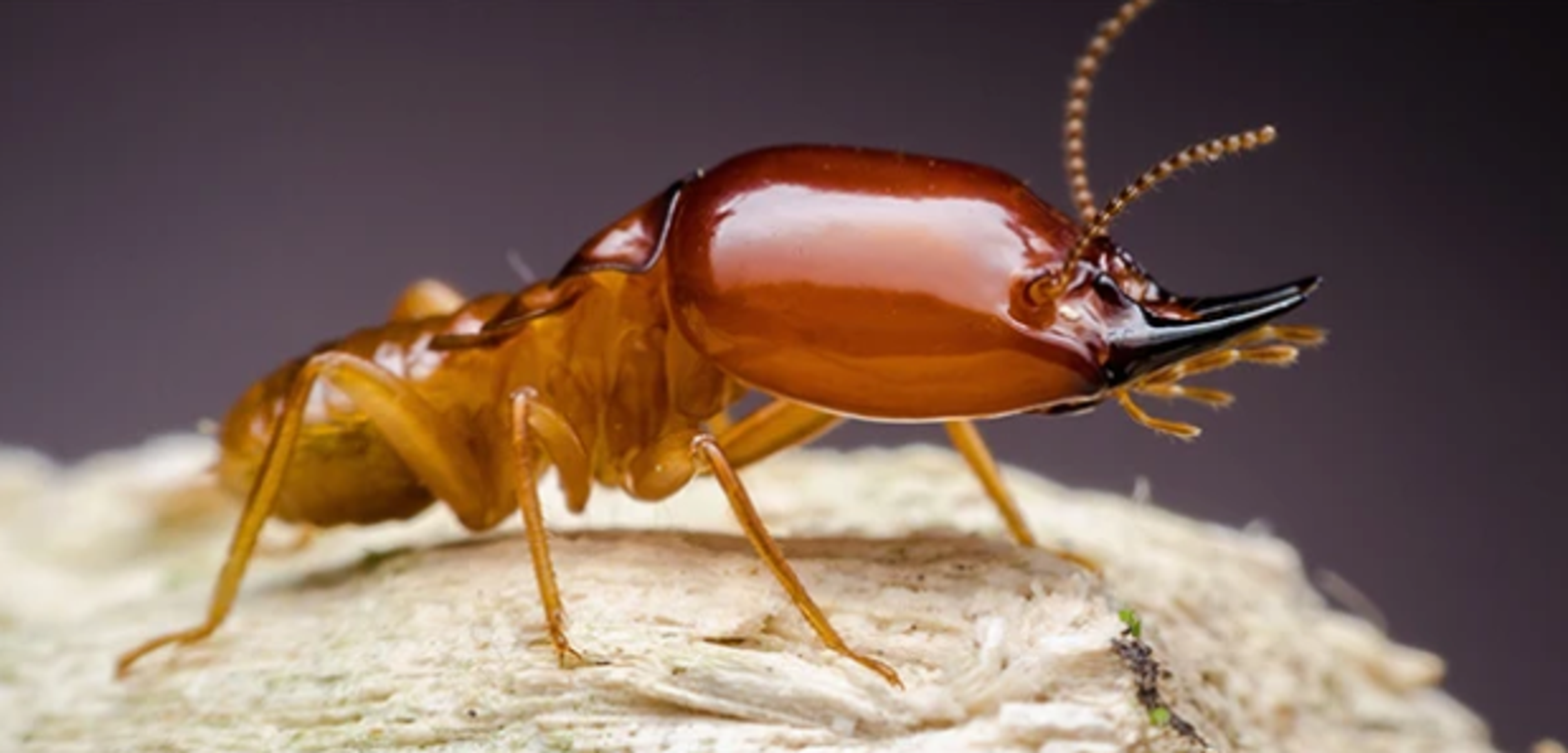termite