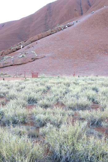 p2207-Rock-buffel-2010