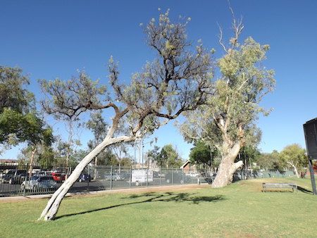 Corkwood