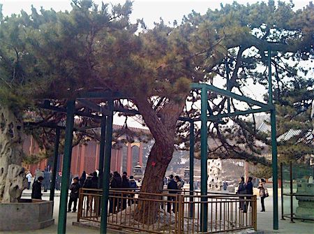 p2416 China tree 1 450