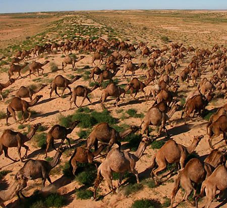 p2292-camels-2