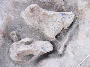 p2429 (1632) Alcoota Croc skull 300