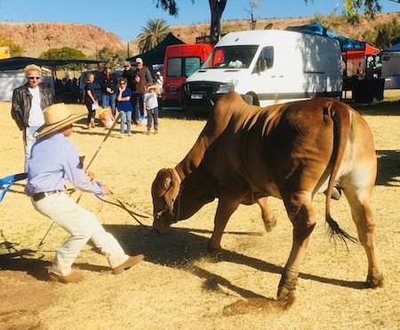 2557 show bull 1