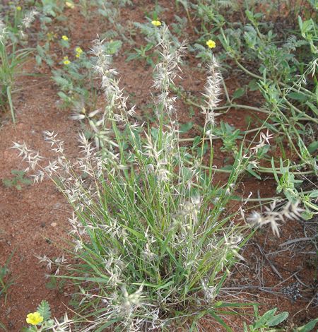 p2308-block-plant-23