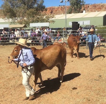 2557 show cow 1