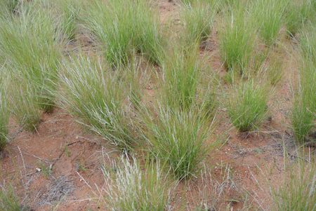 p2308-block-plant-21