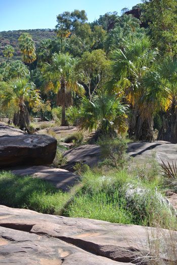 p2338-Palm-Valley-buffel-4